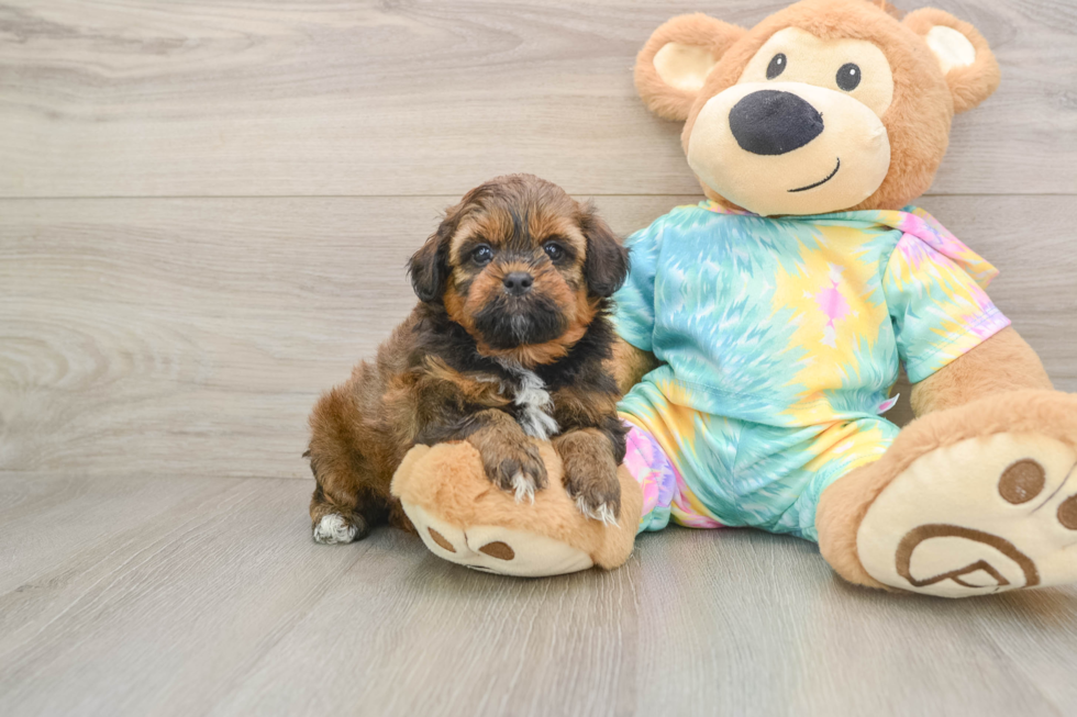 Shih Poo Pup Being Cute