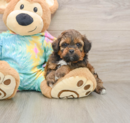 7 week old Shih Poo Puppy For Sale - Fairfield Furbabies