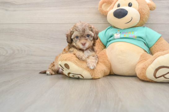 DECLAN, a Shih Poo littermate