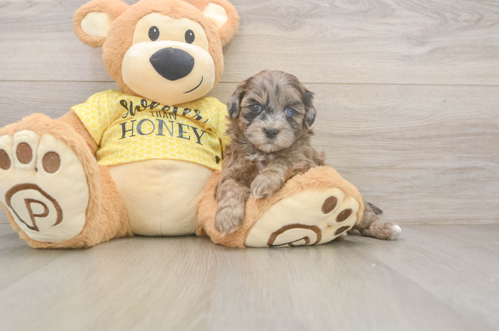 6 week old Shih Poo Puppy For Sale - Fairfield Furbabies