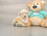 7 week old Shih Poo Puppy For Sale - Fairfield Furbabies