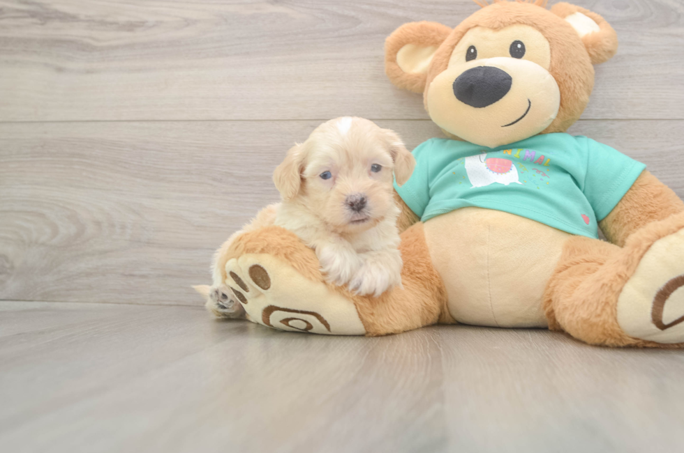 7 week old Shih Poo Puppy For Sale - Fairfield Furbabies