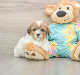 7 week old Shih Poo Puppy For Sale - Fairfield Furbabies