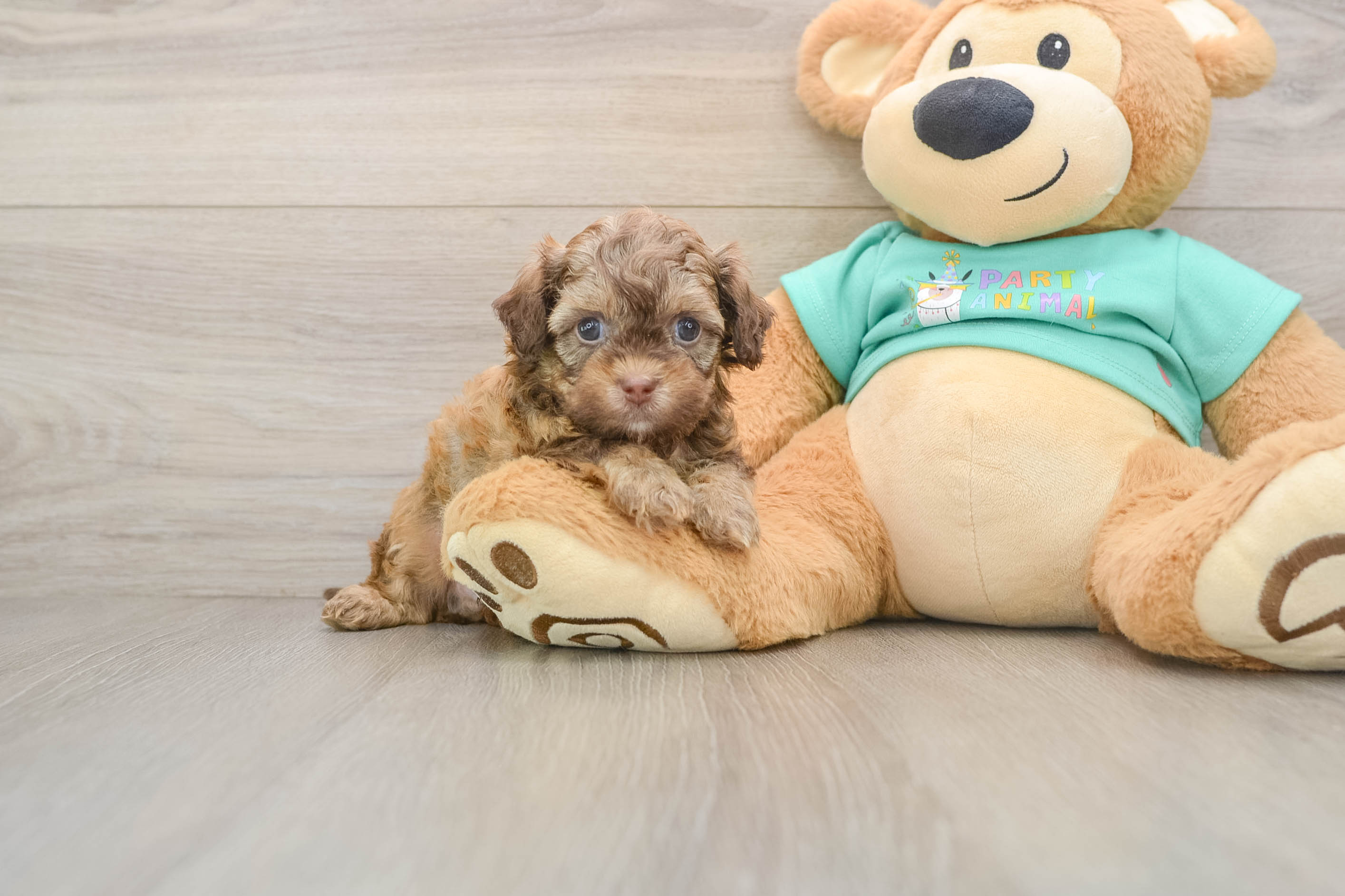 Hypoallergenic Shihpoo Poodle Mix Puppy