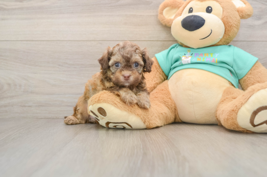 DUKE, a Shih Poo littermate