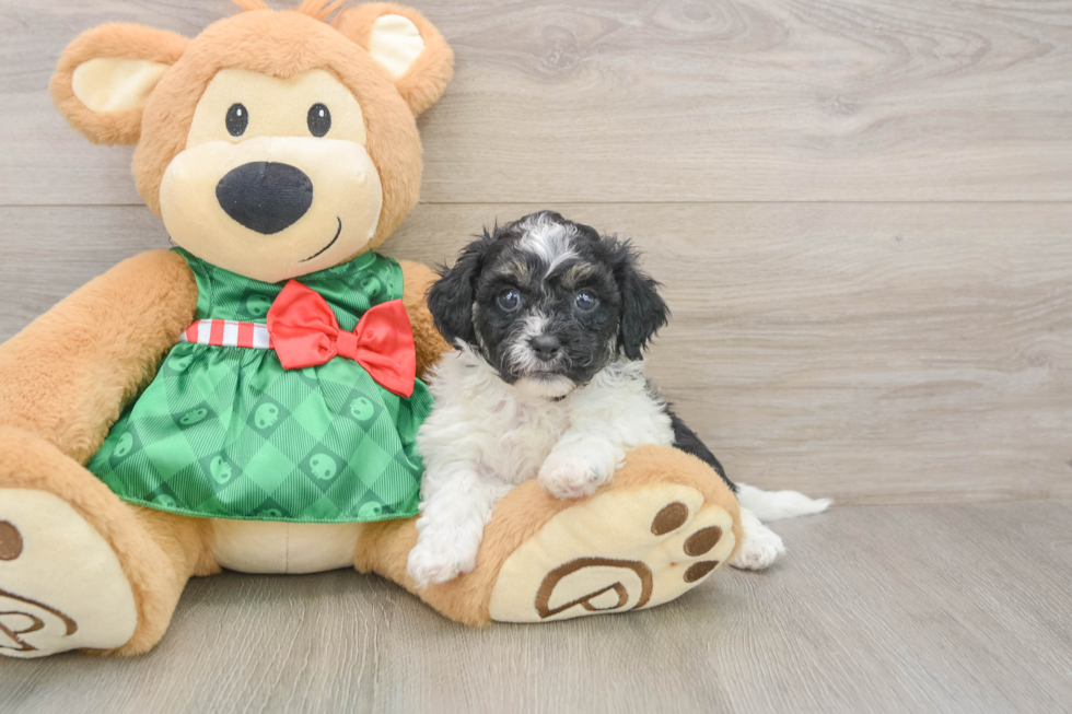 Little Shihpoo Poodle Mix Puppy