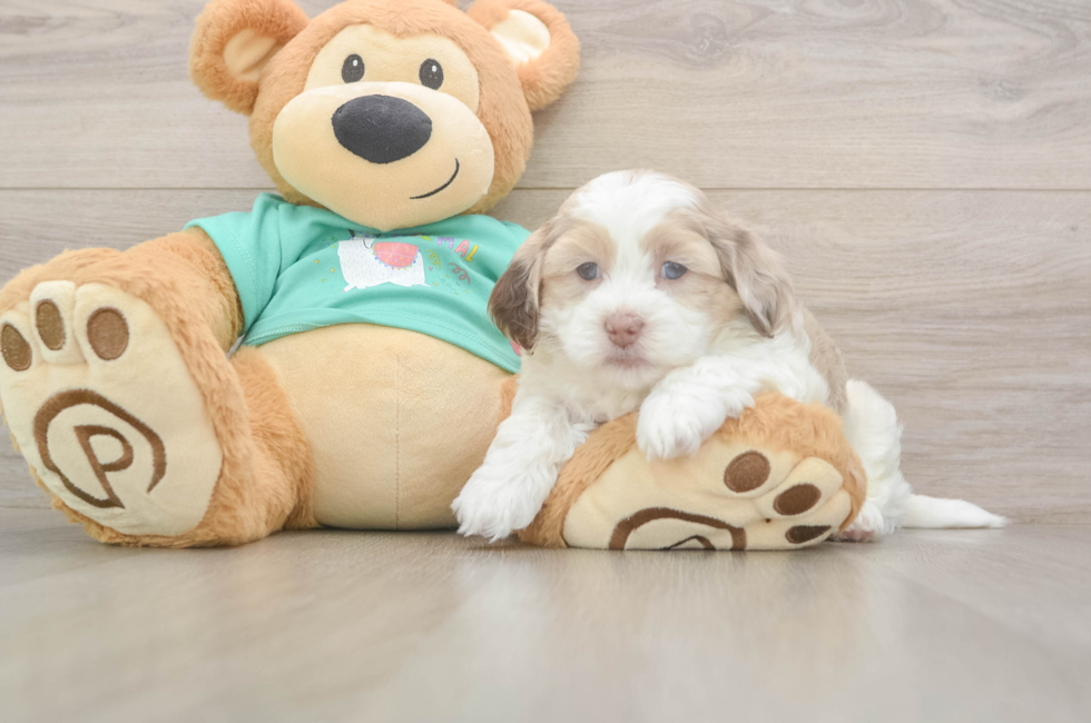 7 week old Shih Poo Puppy For Sale - Fairfield Furbabies