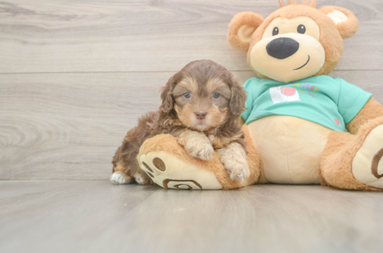 7 week old Shih Poo Puppy For Sale - Fairfield Furbabies Shih Poo Puppy for Adoption
