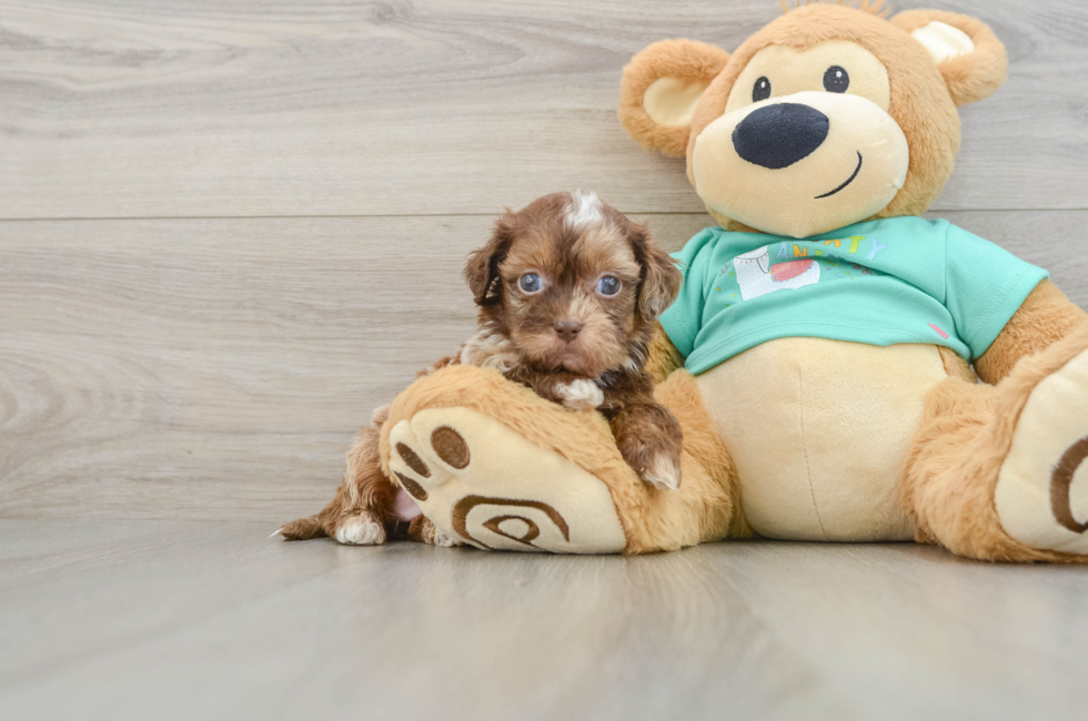 6 week old Shih Poo Puppy For Sale - Fairfield Furbabies