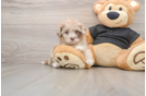 Shih Poo Pup Being Cute