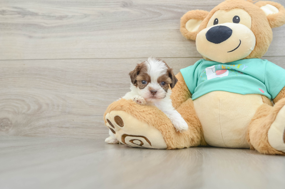 9 week old Shih Poo Puppy For Sale - Fairfield Furbabies