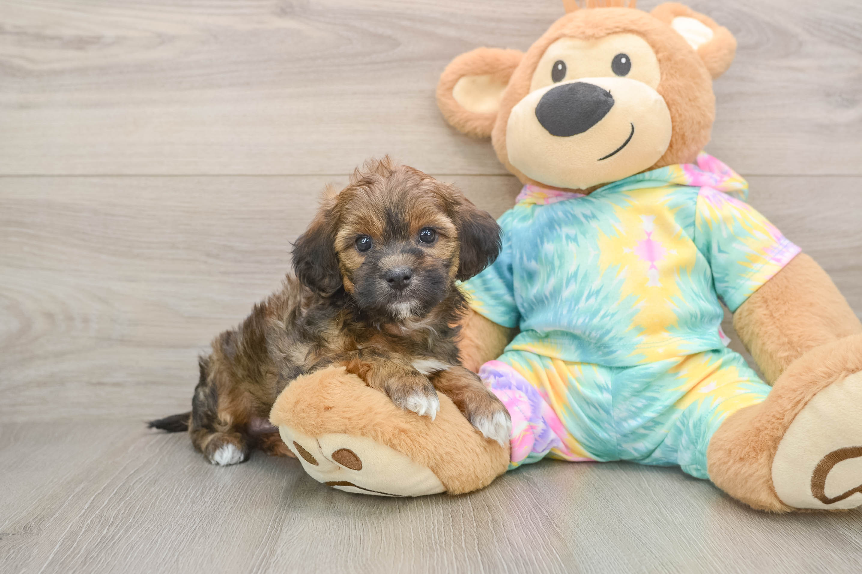 Fluffy Shih Poo Poodle Mix Pup