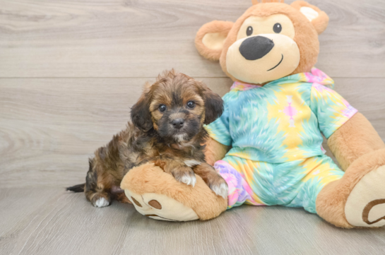 FARGO, a Shih Poo littermate