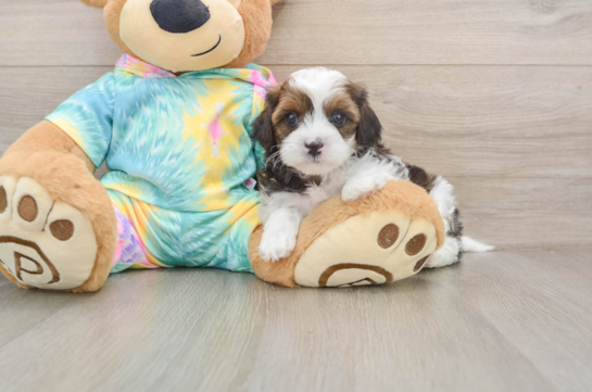 FINN, a Shih Poo littermate