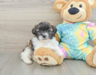 6 week old Shih Poo Puppy For Sale - Fairfield Furbabies