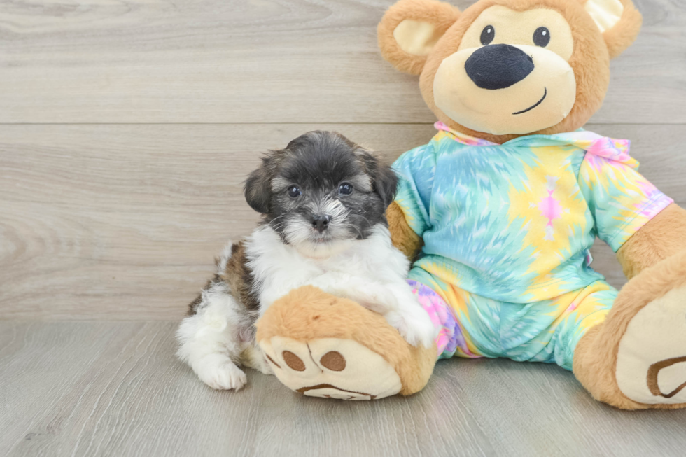 Smart Shih Poo Poodle Mix Pup
