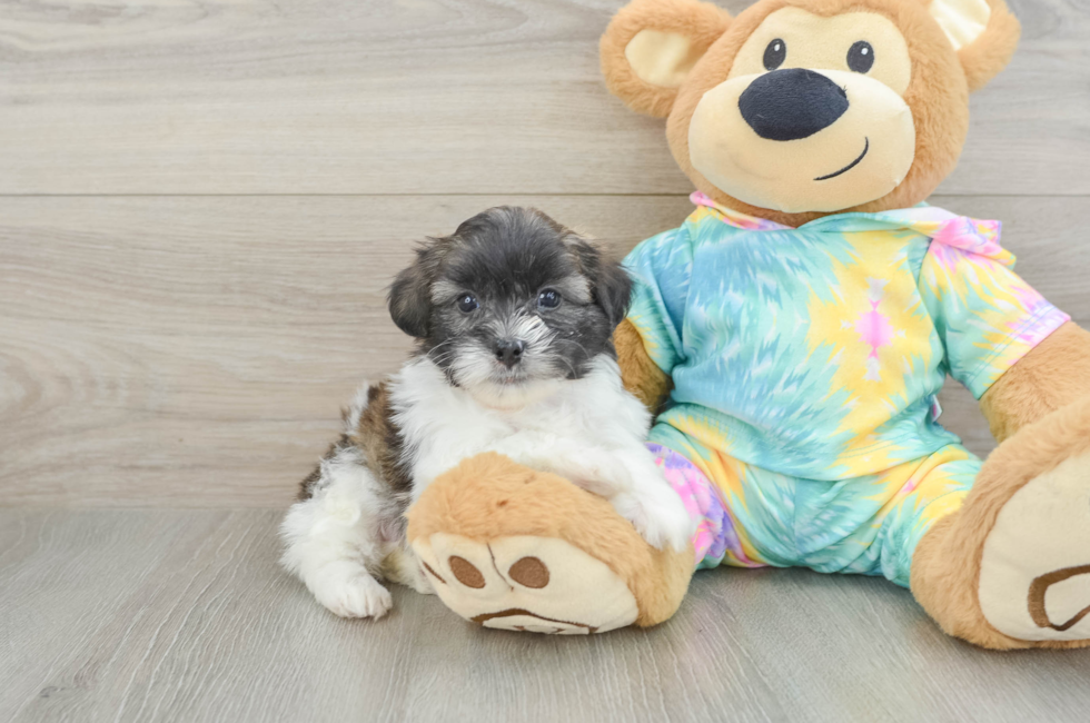 6 week old Shih Poo Puppy For Sale - Fairfield Furbabies