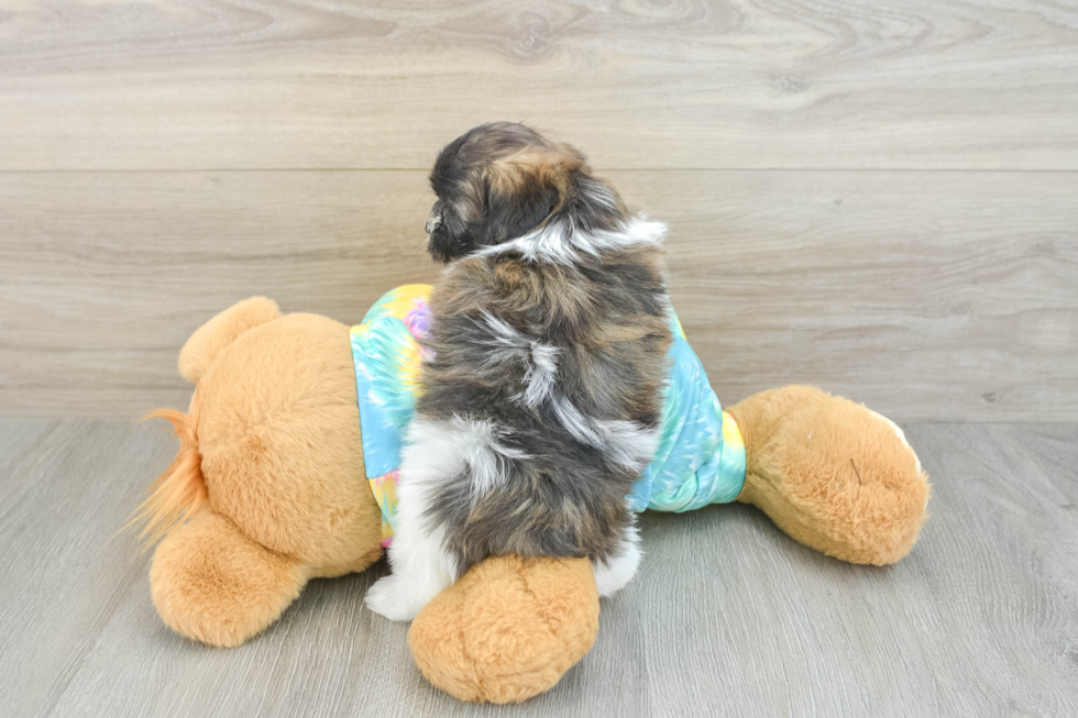 Happy Shih Poo Baby