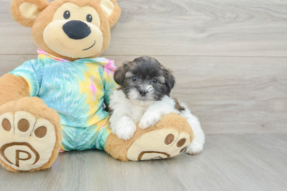Shih Poo Pup Being Cute