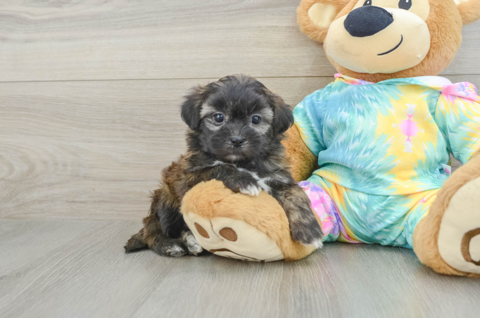 6 week old Shih Poo Puppy For Sale - Fairfield Furbabies