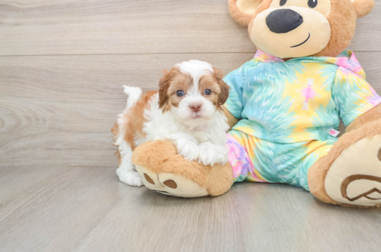 FLEUR, a Shih Poo littermate