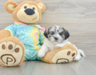6 week old Shih Poo Puppy For Sale - Fairfield Furbabies