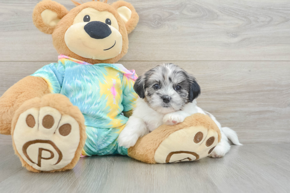 6 week old Shih Poo Puppy For Sale - Fairfield Furbabies