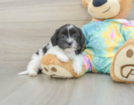 6 week old Shih Poo Puppy For Sale - Fairfield Furbabies