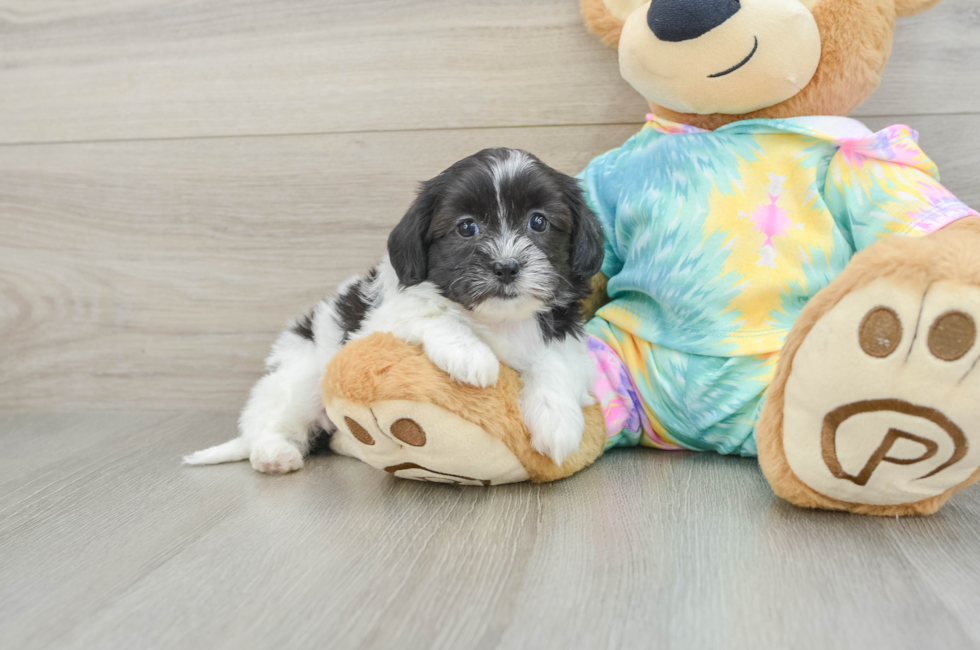 6 week old Shih Poo Puppy For Sale - Fairfield Furbabies