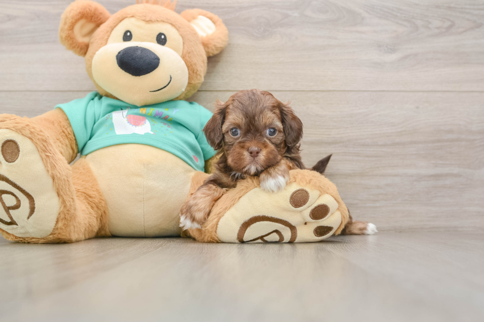 Happy Shih Poo Baby
