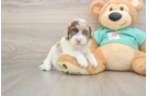 Best Shih Poo Baby