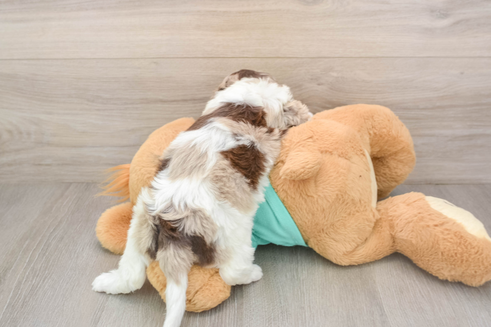Best Shih Poo Baby