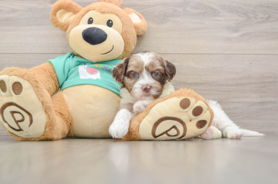 Little Shih Poo Poodle Mix Puppy