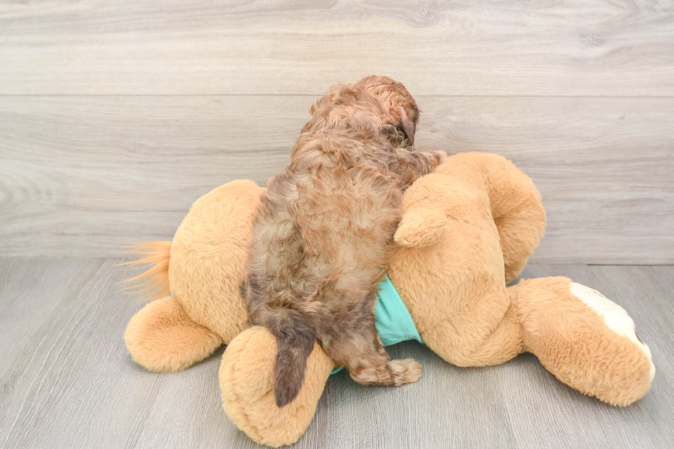 Shih Poo Puppy for Adoption