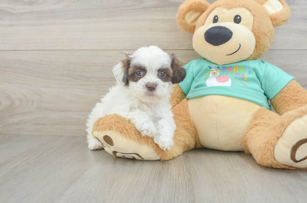 6 week old Shih Poo Puppy For Sale - Fairfield Furbabies