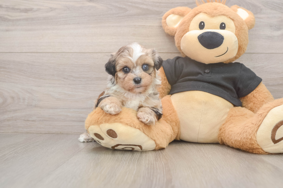 Happy Shih Poo Baby