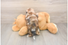 Popular Shih Poo Poodle Mix Pup