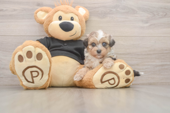 Best Shih Poo Baby