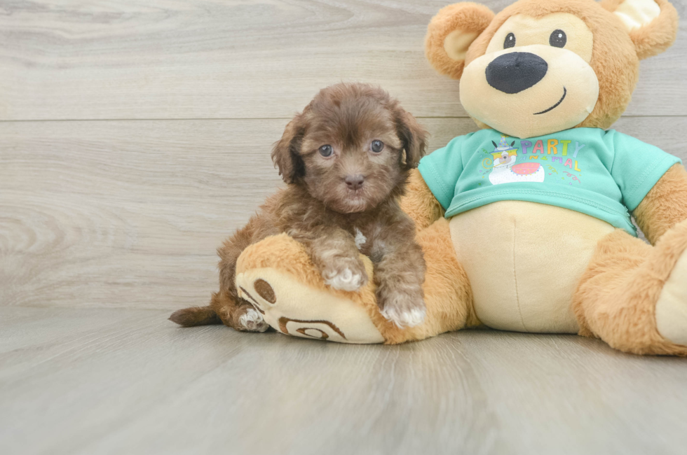 6 week old Shih Poo Puppy For Sale - Fairfield Furbabies
