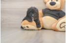 Shih Poo Puppy for Adoption