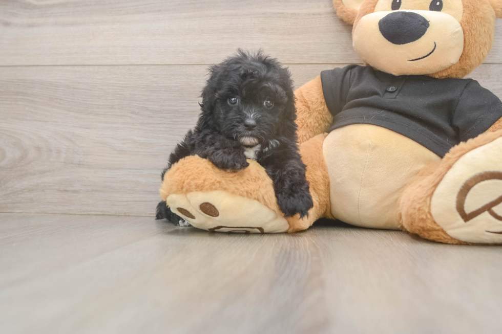 Shih Poo Puppy for Adoption