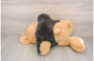 Adorable Shihpoo Poodle Mix Puppy