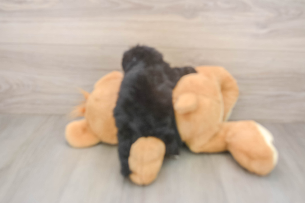 Adorable Shihpoo Poodle Mix Puppy