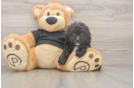 Funny Shih Poo Poodle Mix Pup