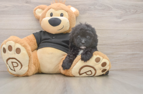 Funny Shih Poo Poodle Mix Pup