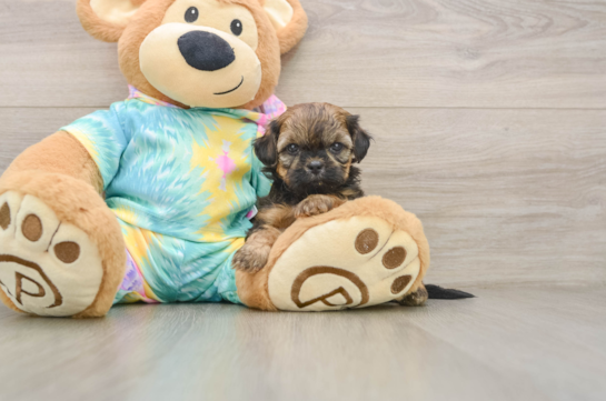 HANK, a Shih Poo littermate