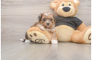 Best Shih Poo Baby