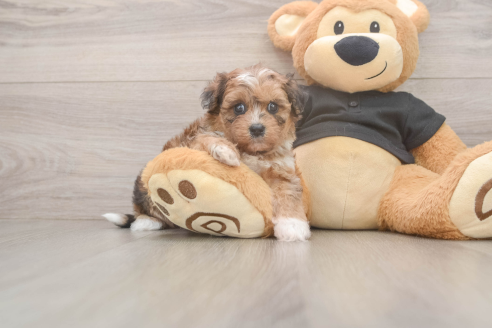 Best Shih Poo Baby