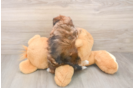 Petite Shih Poo Poodle Mix Pup