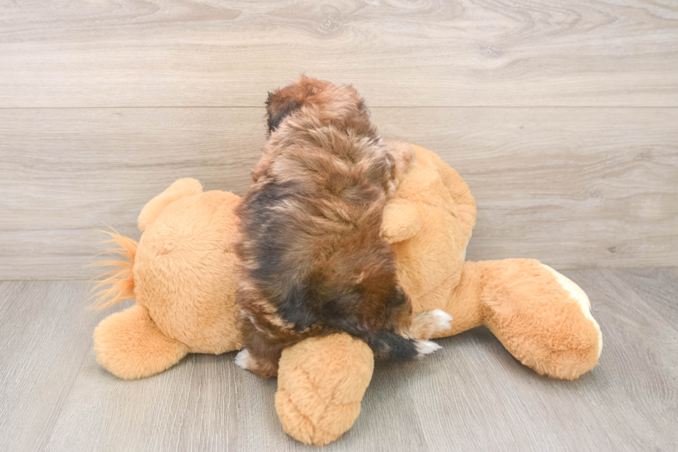 Petite Shih Poo Poodle Mix Pup